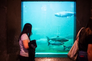 A person in the fish ladder viewing room gazing through a window where salmon are swimming by